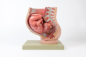 Anatomical Womb / Foetus Model